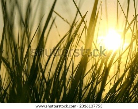 Similar – Image, Stock Photo The sun shines through tree branches and leaves