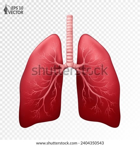 Human lungs, realistic anatomical model. Internal organs isolated on white background. 3D vector illustration for medical applications, educational sites, websites