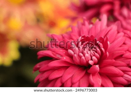 Image, Stock Photo Chrysanthemum flower macro flower petals in orange