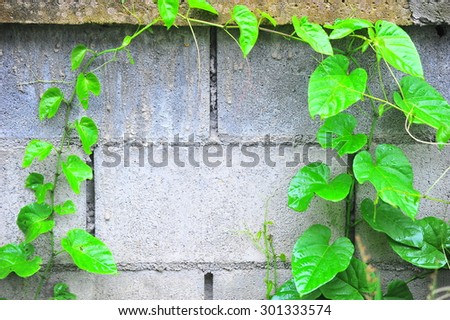 Climber plant on brick wall.