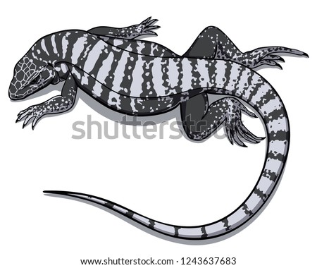 Tupinambis teguixin. Black white lizard vector illustration.