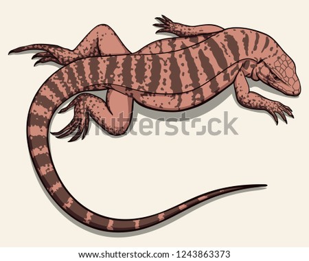 Tupinambis teguixin. Black white lizard vector illustration.