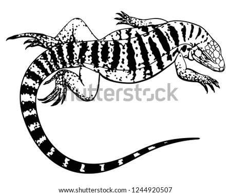 Tupinambis teguixin. Black white lizard vector illustration.