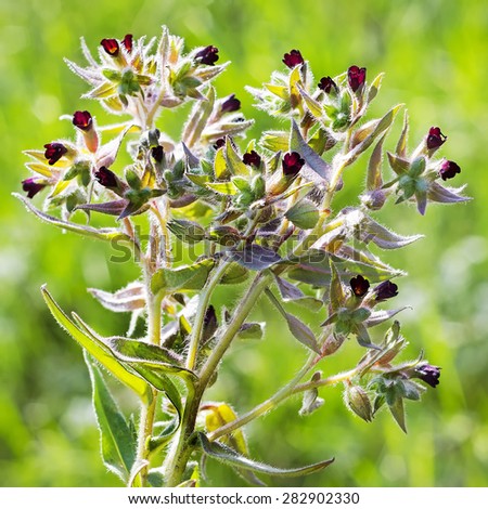 Wild-growing herb of Siberia of Noney dark-brown (Latin Nonea rossica). The blossoming plant