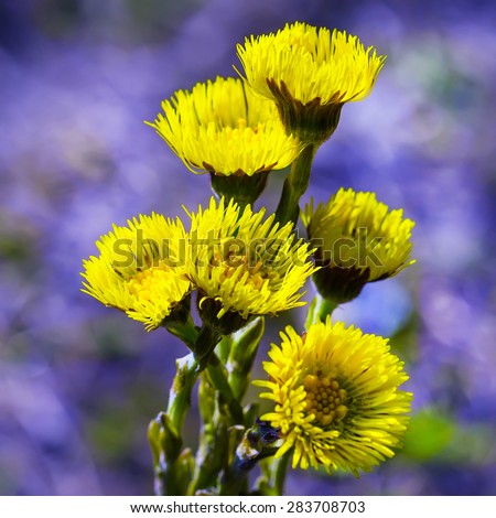 Wild-growing herb of Siberia Mati i Macheha (Latin Tussilago). Group of flowers