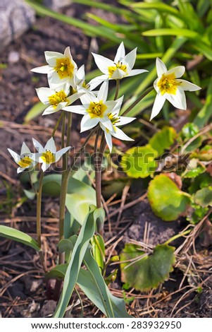 Cultivated flower Tulip Turkestani (Latin Tulipa turkestanica)