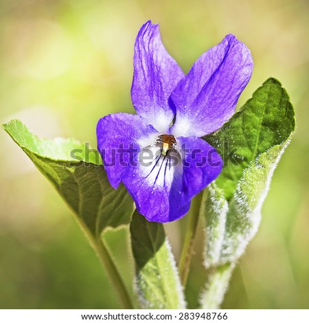 Wild-growing herb of Siberia Violet fragrant (Latin Viola odorata)