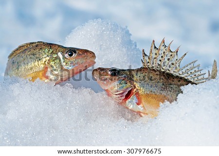Two fish in the snow. Ruff ordinary (Latin name Gymnocephalus cernuus)