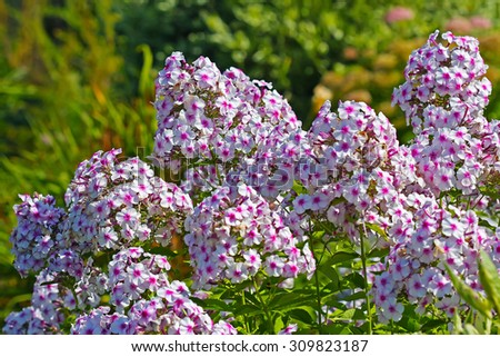 Decorative high perennial garden plant Phlox (Phlox). Group of flowering plants