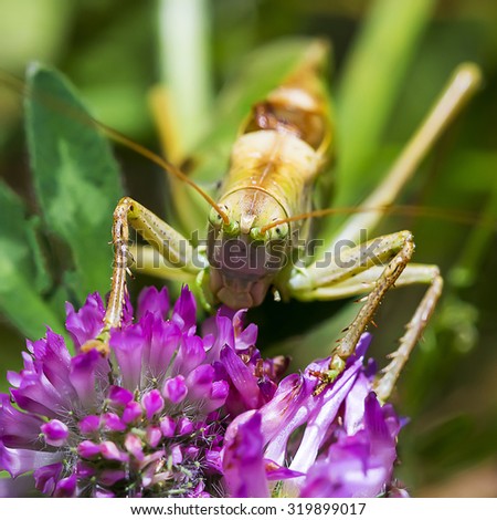 Green grasshopper (Tettigonia viridissima) on a flower of red Clover