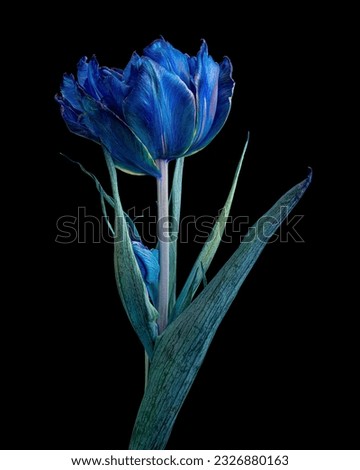 Similar – Image, Stock Photo Beautiful multicolored tulips in a vase on white background