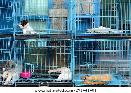 dogs in the cage