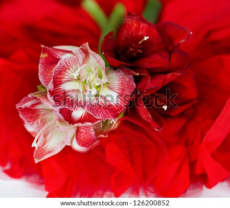 Beautiful red and white flowers lying down on veiling as a present for special occasion