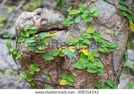 Green ivy climber on tree