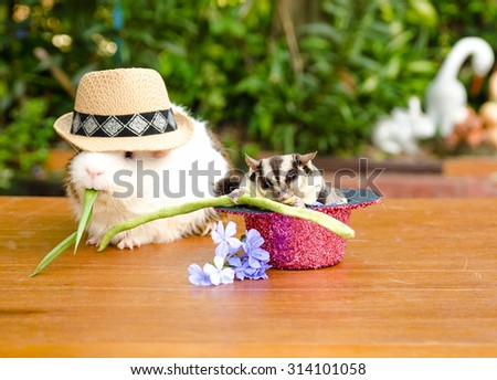 Outdoor studio shot of Sugar glider and Guinea pig in fancy hat selective focus.