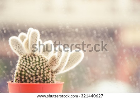 Soft focus and retro tone for a Cactus name Opuntia microdasys (angel's-wings, bunny ears cactus, bunny cactus or polka-dot cactus) in rain background.