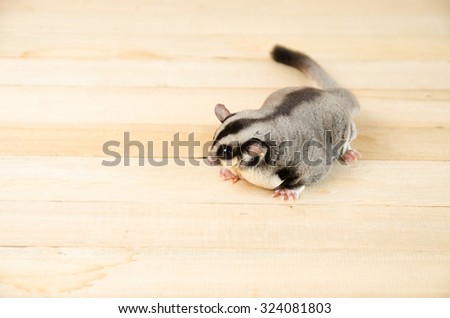 sugar glider (fat suger glider) looking at sideways on wooden table.
