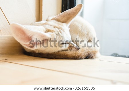 Adorable Fennec fox or Desert fox was sleeping in the room with light streaming through the glass.
