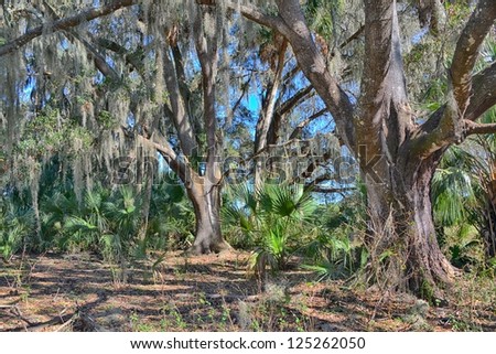 Live Oak forest in central Florida