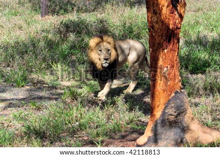 A male lion stalking
