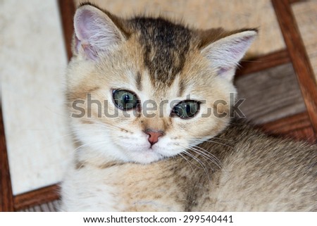 Golden color kitten Scottish breed