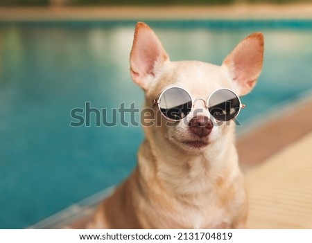 Similar – Image, Stock Photo Tropical dog family