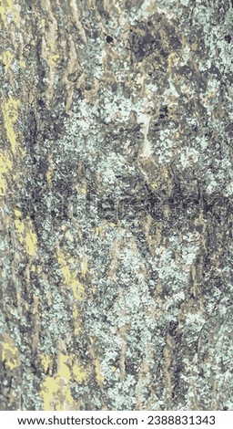 Vector illustration of Acer ginnala  bark. Texture of the trunk of Acer tataricum subsp ginnala. Background of living wood. leather of forest nature.
