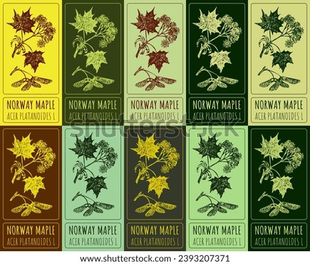 Set of vector drawing of NORWAY MAPLE in various colors. Hand drawn illustration. Latin name ACER PLATANOIDES  L.

