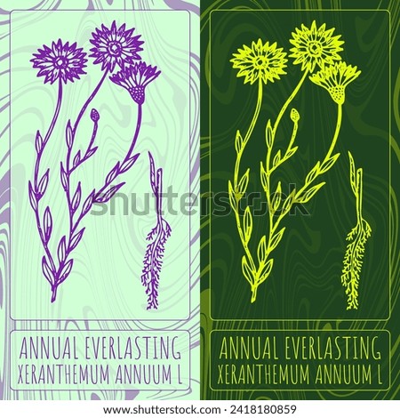 Vector drawings ANNUAL EVERLASTING . Hand drawn illustration. Latin name XERANTHEMUM ANNUUM L.
