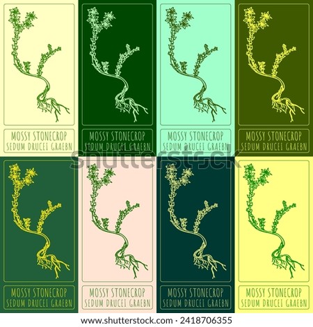 Set of vector drawings of GOLDMOSS STONECROP in different colors. Hand drawn illustration. Latin name SEDUM ACRE L.
