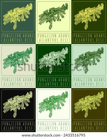 Set of vector drawing PONGELION ADANS in various colors. Hand drawn illustration. The Latin name is AILANTHUS DESF.
