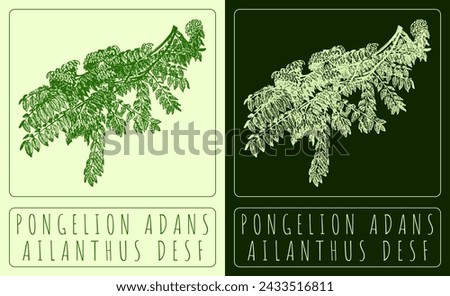 Vector drawing PONGELION ADANS. Hand drawn illustration. The Latin name is AILANTHUS DESF.
