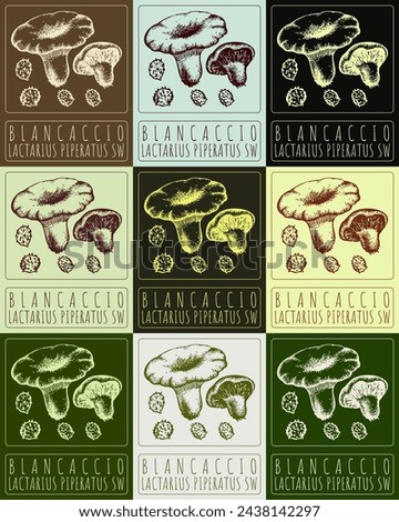 Set of vector drawing BLANCACCIO in various colors. Hand drawn illustration. The Latin name is LACTARIUS PIPERATUS SW.
