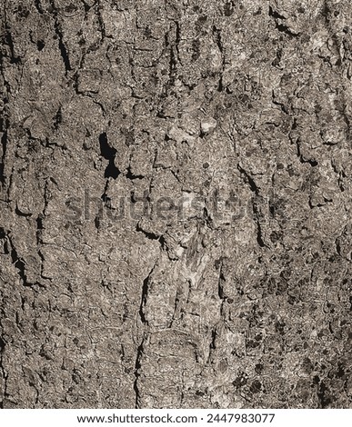 Vector illustration of Sycamore bark background. Acer pseudoplatanus L. Texture pattern for designers

