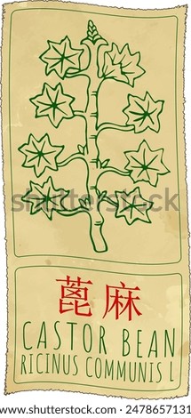 Vector drawing CASTOR BEAN in Chinese. Hand drawn illustration. The Latin name is RICINUS COMMUNIS L.
