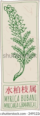 Vector drawing MYRICA BUBANI in Chinese. Hand drawn illustration. The Latin name is MYRICARIA GERMANICA L.
