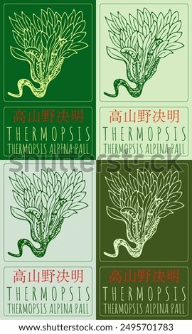 Set of vector drawing THERMOPSIS  in Chinese in various colors. Hand drawn illustration. Latin name is THERMOPSIS ALPINA PALL.
