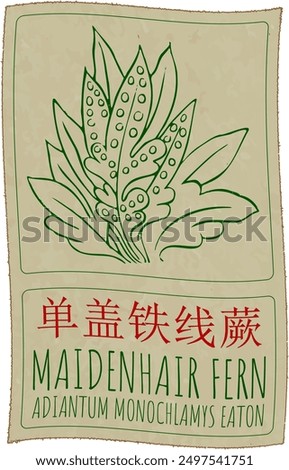 Vector drawing MAIDENHAIR FERN in Chinese. Hand drawn illustration. Latin name is ADIANTUM MONOCHLAMYS EATON.
