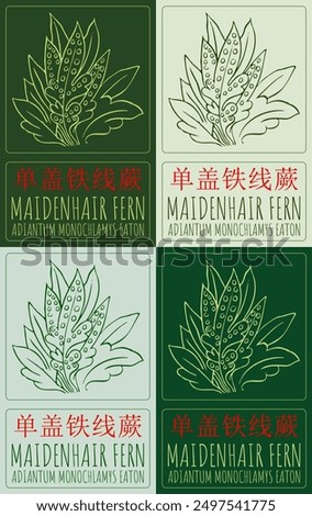 Set of vector drawing MAIDENHAIR FERN in Chinese in various colors. Hand drawn illustration. Latin name is ADIANTUM MONOCHLAMYS EATON.
