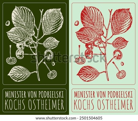 Vector drawing MINISTER VON PODBIELSKI. Hand drawn illustration. Latin name is PRUNUS CERASUS L.
