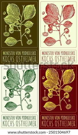 Set of vector drawing MINISTER VON PODBIELSKI in various colors. Hand drawn illustration. Latin name is KOCHS OSTHEIMER.
