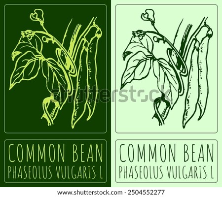 Vector drawing COMMON BEAN. Hand drawn illustration. Latin name is PHASEOLUS VULGARIS L.
