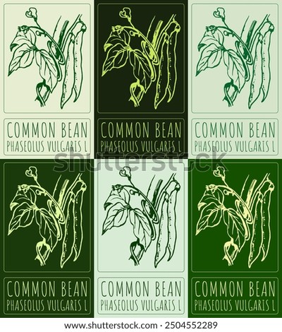 Set of vector drawing COMMON BEAN in various colors. Hand drawn illustration. Latin name is PHASEOLUS VULGARIS L.
