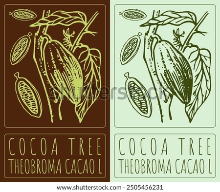 Vector drawing COCOA TREE. Hand drawn illustration. Latin name is THEOBROMA CACAO L.
