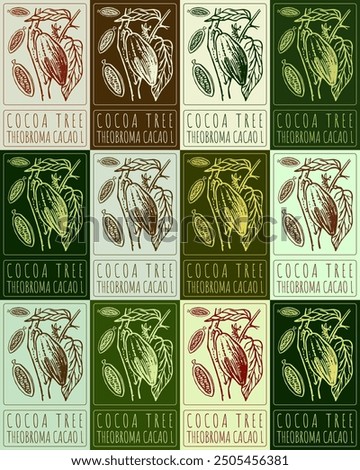 Set of vector drawing COCOA TREE in various colors. Hand drawn illustration. Latin name is THEOBROMA CACAO L.
