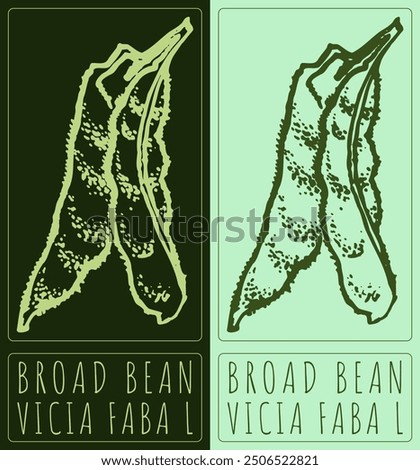 Vector drawing BROAD BEAN. Hand drawn illustration. Latin name is Vicia faba L.
