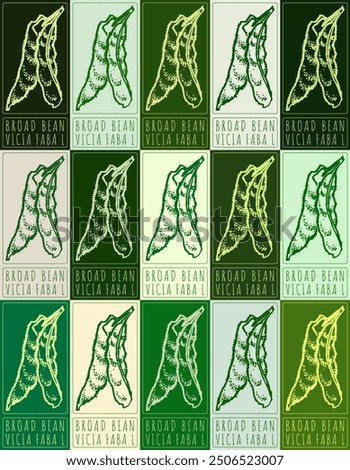 Set of vector drawing BROAD BEAN in various colors. Hand drawn illustration. Latin name is Vicia faba L.
