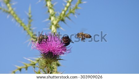 Bee fly to flower