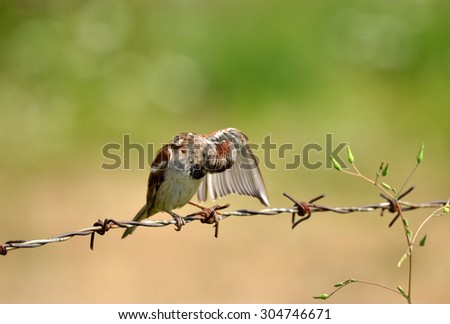 House sparrow on a rusty barbed wire licking wing