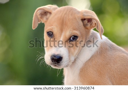 Cute puppy. Animal and pet theme